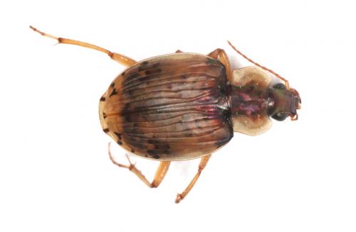 Réf. 201 395 : Tetragonoderus inermis