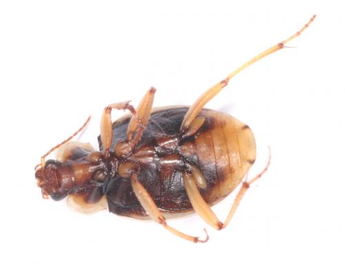 Réf. 201 396 : Tetragonoderus inermis