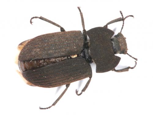 Gonocephalum sp.