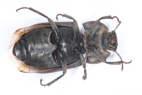 Gonocephalum sp.