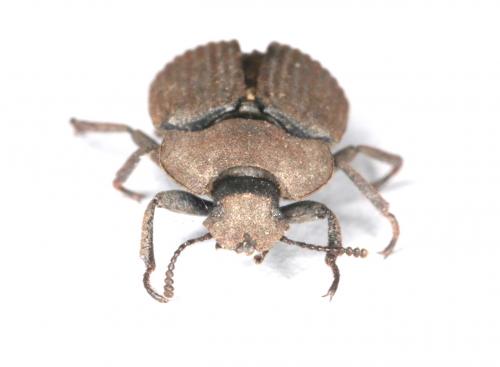 Réf. 201 471 : Gonocephalum sp.