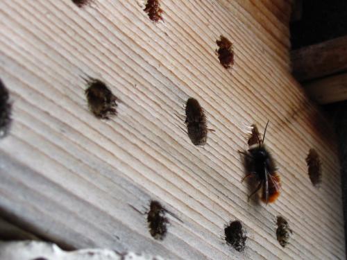 Osmia cornuta