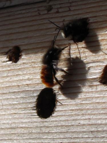 Osmia cornuta