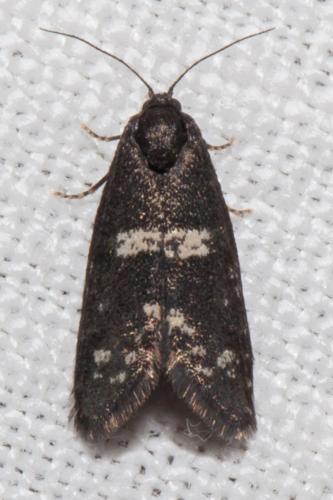 Réf. 201 984 : Diplodoma laichartingella