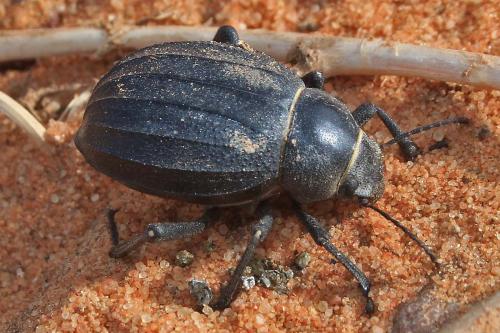 Pimelia sp.