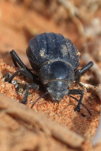 Pimelia sp.