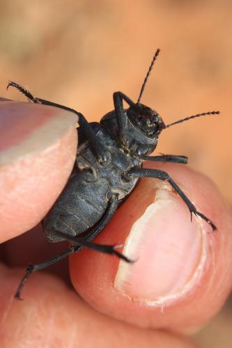 Pimelia sp.