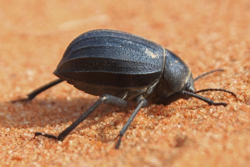 Pimelia sp.