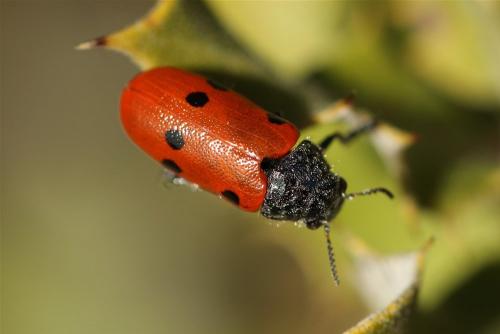 Réf. 201 213 : Lachnaia cylindrica