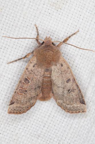 Réf. 201 279 : Conistra sp.