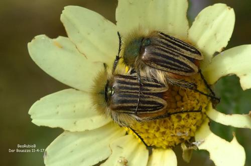 Eulasia goudoti