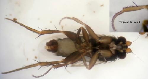 Réf. 201 151 : Spiniphora sp.