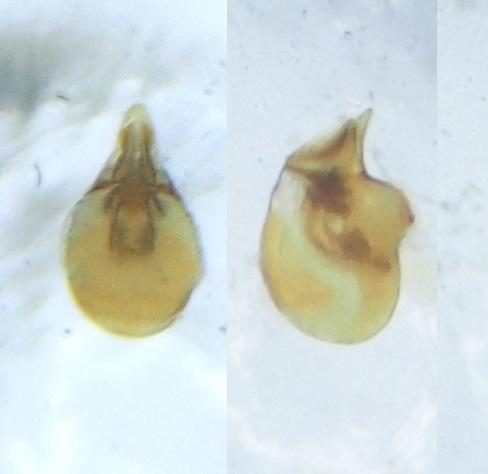 Atheta coriaria