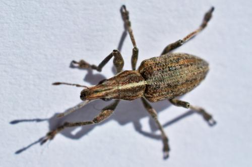 Réf. 201 715 : Charagmus gressorius