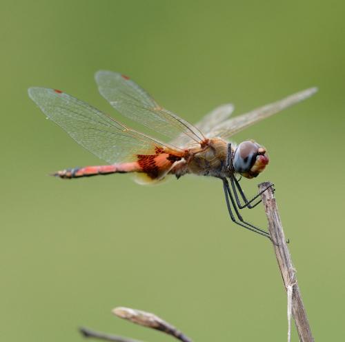 Réf. 201 645 : Tramea basilaris