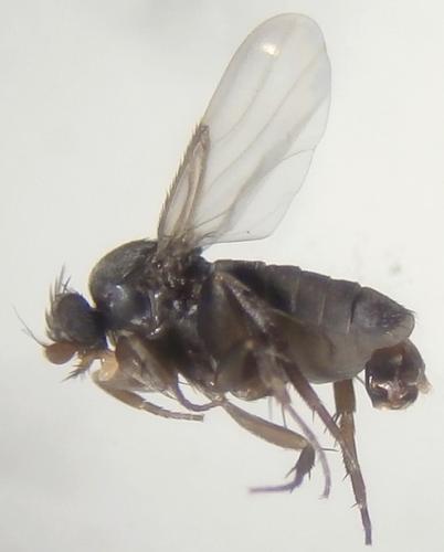 Spiniphora sp.