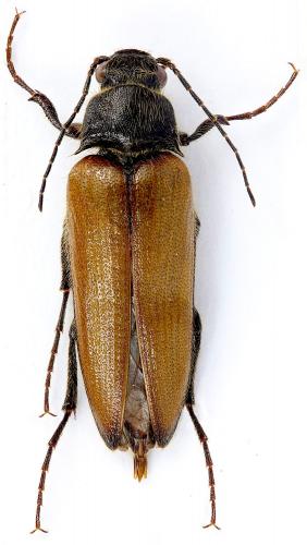 Cebrio sp.