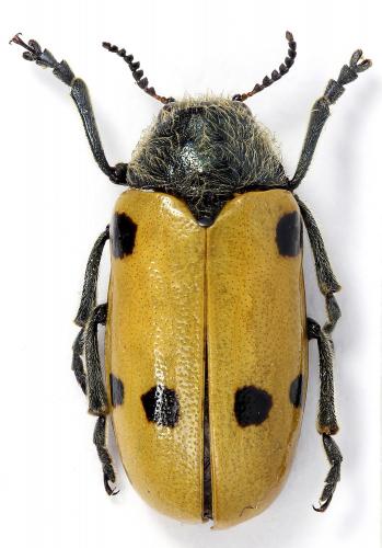 Réf. 201 170 : Lachnaia lucidipennis