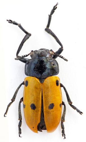 Lachnaia paradoxa