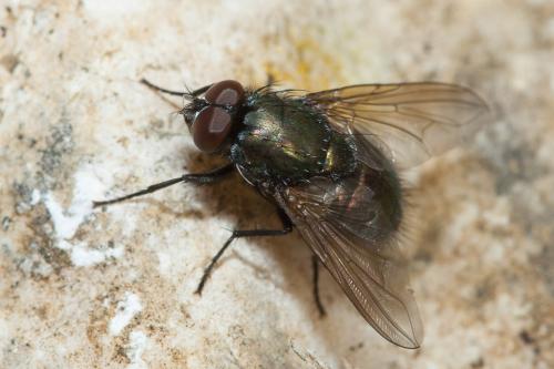 Réf. 201 144 : Eudasyphora cyanella