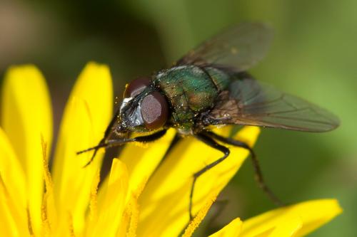 Réf. 201 287 : Neomyia cornicina