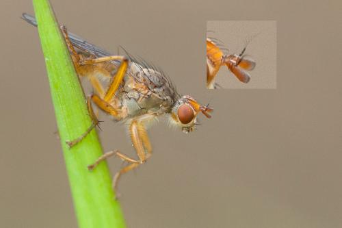 Scathophaga inquinata