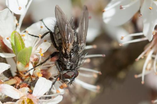 Réf. 201 730 : Bellardia sp.