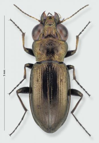 Réf. 201 647 : Notiophilus germinyi
