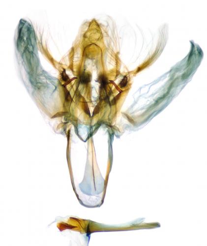 Nycteola siculana