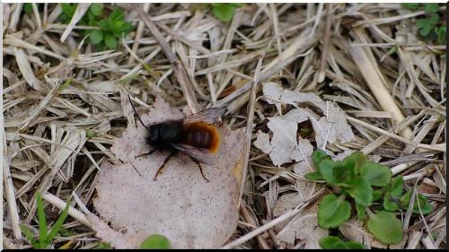 Osmia cornuta