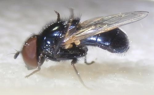 Psilota atra