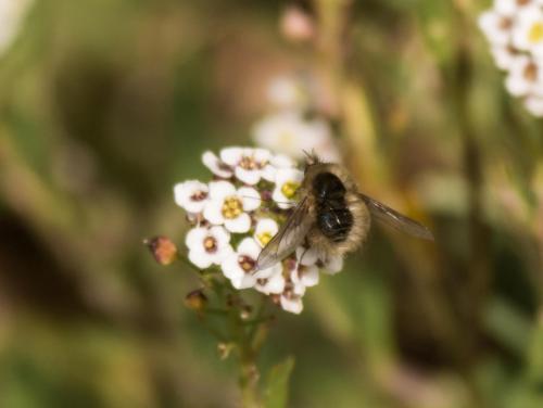 Bombylius sp.