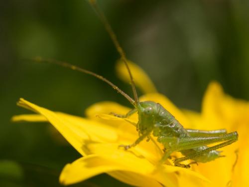 Tettigonia viridissima