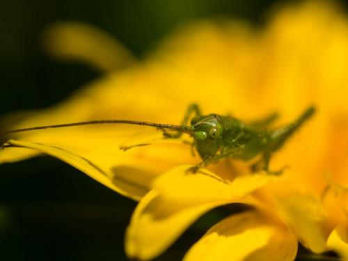 Tettigonia viridissima