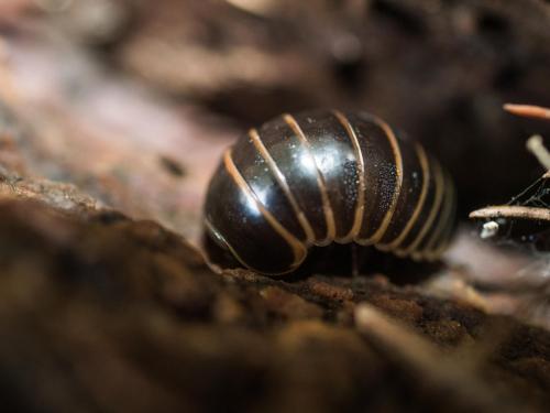 Réf. 201 633 : Glomeris marginata