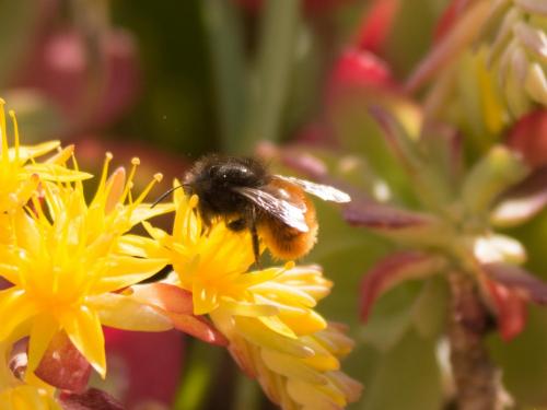 Osmia sp.