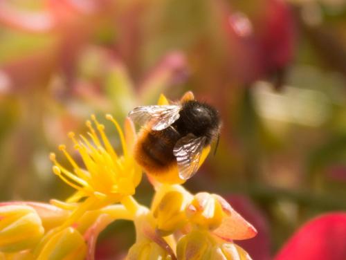 Osmia sp.