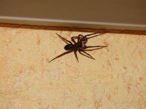 Amaurobius ferox