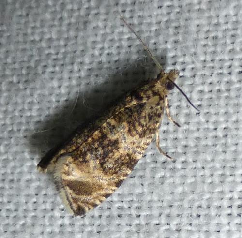 Celypha lacunana