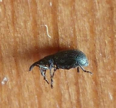 Réf. 201 404 : Apioninae inconnu