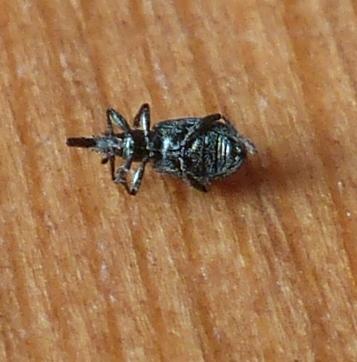 Réf. 201 405 : Apioninae inconnu