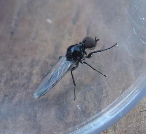 Dilophus sp.