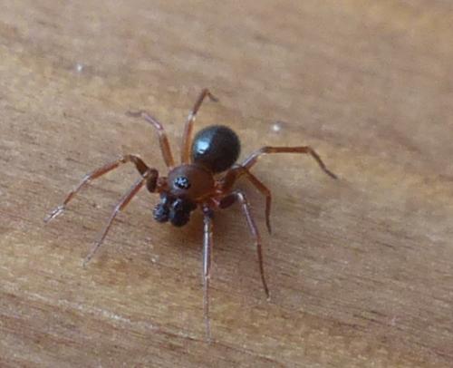 Microneta viaria