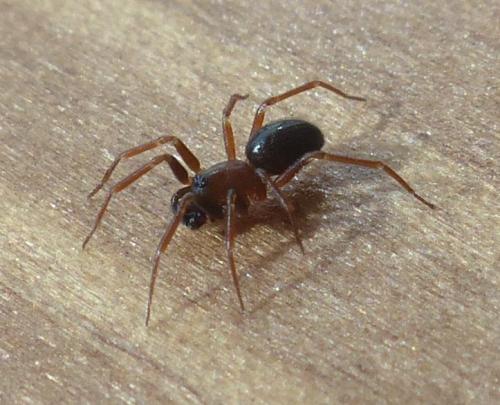 Microneta viaria