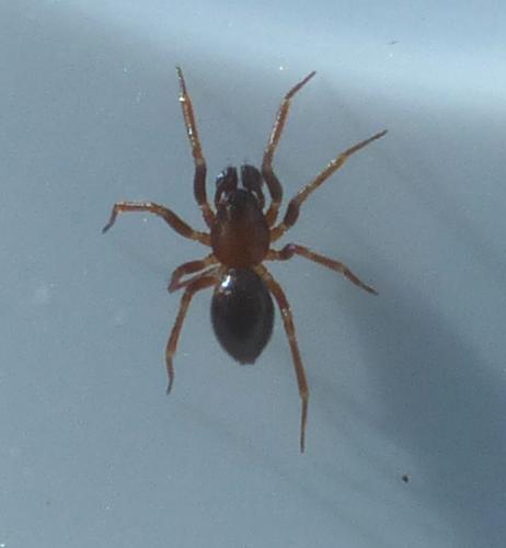 Microneta viaria