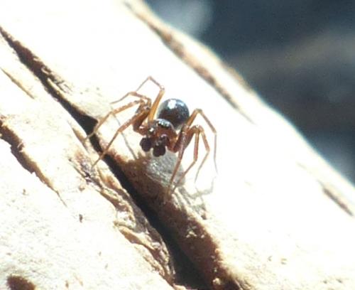 Microneta viaria