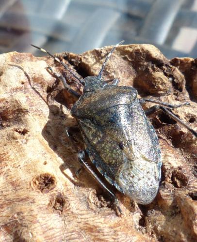 Réf. 201 100 : Rhaphigaster nebulosa