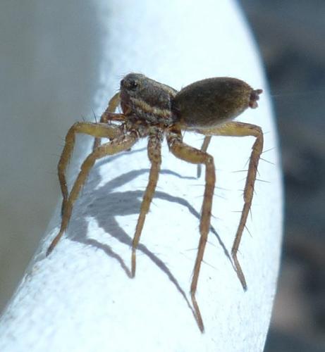 Pardosa sp.