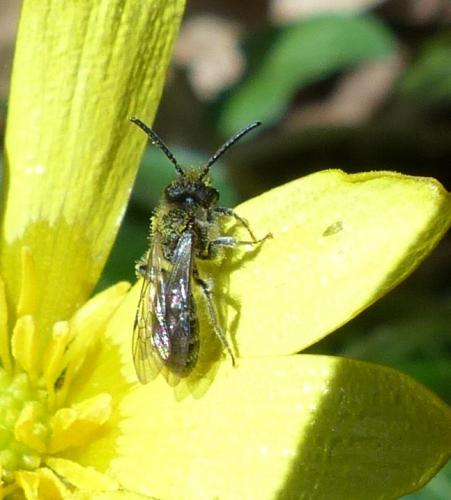 Andrena sp.