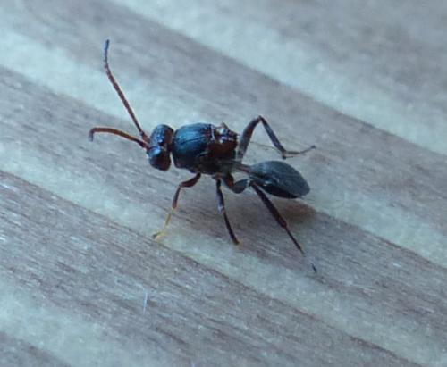 Callaspidia sp.